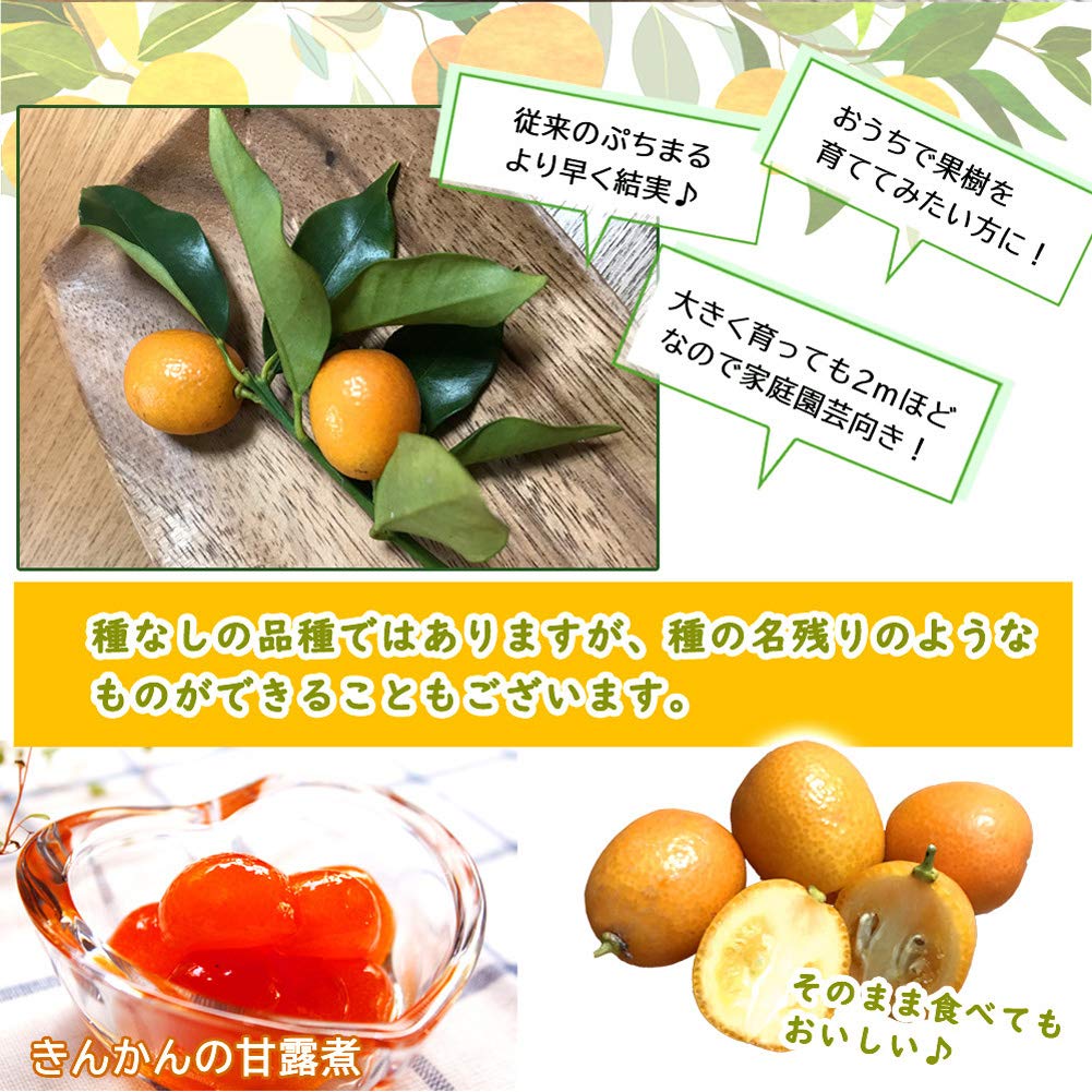 Amazon.co.jp: きんかん 苗木 ぷちまる金柑 選抜系 15cm